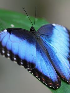 Preview wallpaper butterfly, wings, strips, leaves, grass