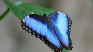 Preview wallpaper butterfly, wings, strips, leaves, grass