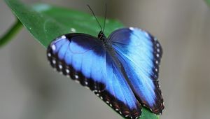 Preview wallpaper butterfly, wings, strips, leaves, grass