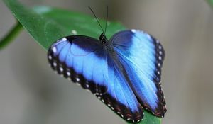 Preview wallpaper butterfly, wings, strips, leaves, grass