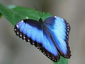 Preview wallpaper butterfly, wings, strips, leaves, grass