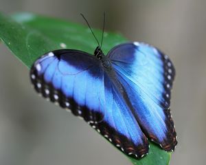 Preview wallpaper butterfly, wings, strips, leaves, grass