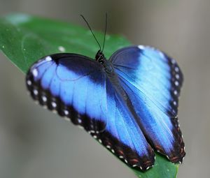 Preview wallpaper butterfly, wings, strips, leaves, grass