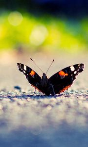 Preview wallpaper butterfly, wings, surface, light, insect