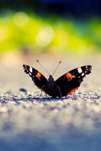 Preview wallpaper butterfly, wings, surface, light, insect