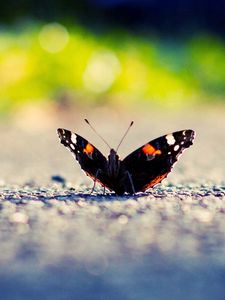 Preview wallpaper butterfly, wings, surface, light, insect