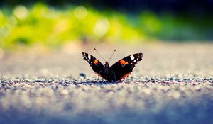 Preview wallpaper butterfly, wings, surface, light, insect