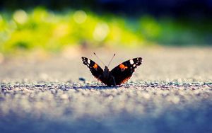 Preview wallpaper butterfly, wings, surface, light, insect