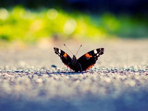 Preview wallpaper butterfly, wings, surface, light, insect