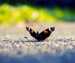 Preview wallpaper butterfly, wings, surface, light, insect