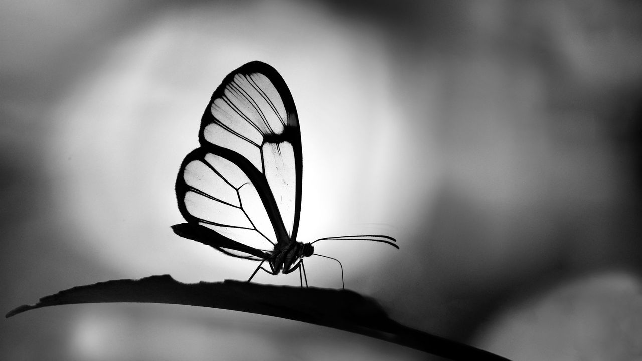 Wallpaper butterfly, wings, transparent, bw