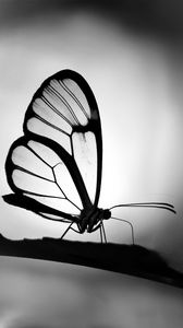 Preview wallpaper butterfly, wings, transparent, bw