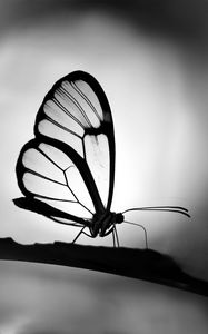 Preview wallpaper butterfly, wings, transparent, bw