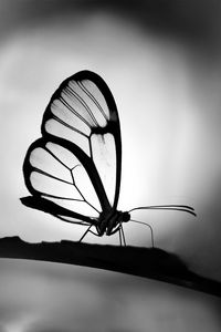 Preview wallpaper butterfly, wings, transparent, bw