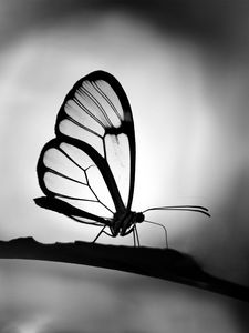 Preview wallpaper butterfly, wings, transparent, bw