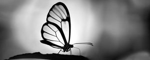 Preview wallpaper butterfly, wings, transparent, bw