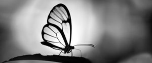 Preview wallpaper butterfly, wings, transparent, bw