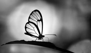 Preview wallpaper butterfly, wings, transparent, bw