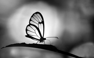 Preview wallpaper butterfly, wings, transparent, bw