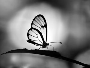 Preview wallpaper butterfly, wings, transparent, bw