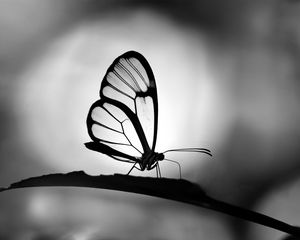 Preview wallpaper butterfly, wings, transparent, bw