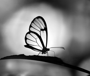 Preview wallpaper butterfly, wings, transparent, bw