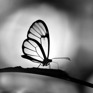 Preview wallpaper butterfly, wings, transparent, bw