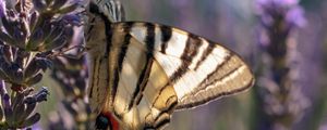 Preview wallpaper butterfly, wings, tropical, pattern, flowers