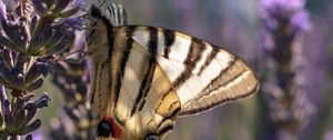 Preview wallpaper butterfly, wings, tropical, pattern, flowers