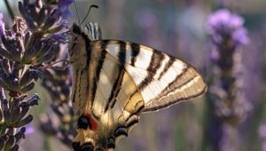 Preview wallpaper butterfly, wings, tropical, pattern, flowers