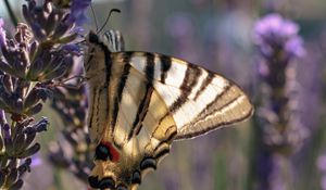 Preview wallpaper butterfly, wings, tropical, pattern, flowers