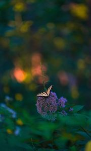 Preview wallpaper butterfly, wings, tropical, pattern, flowers, plant