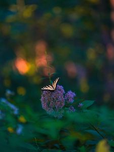 Preview wallpaper butterfly, wings, tropical, pattern, flowers, plant