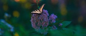 Preview wallpaper butterfly, wings, tropical, pattern, flowers, plant