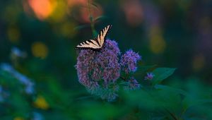 Preview wallpaper butterfly, wings, tropical, pattern, flowers, plant