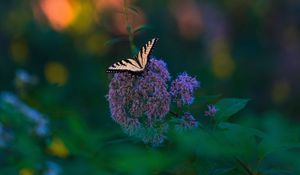 Preview wallpaper butterfly, wings, tropical, pattern, flowers, plant