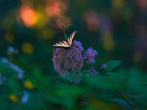 Preview wallpaper butterfly, wings, tropical, pattern, flowers, plant