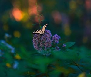 Preview wallpaper butterfly, wings, tropical, pattern, flowers, plant