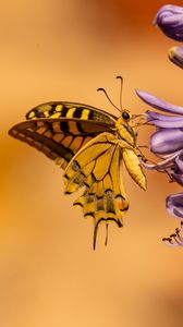 Preview wallpaper butterfly, wings, tropical, flowers
