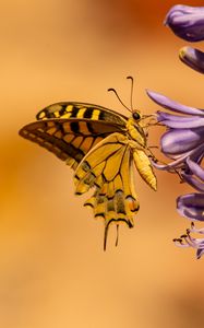 Preview wallpaper butterfly, wings, tropical, flowers