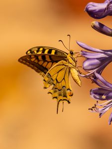 Preview wallpaper butterfly, wings, tropical, flowers