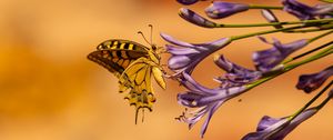 Preview wallpaper butterfly, wings, tropical, flowers