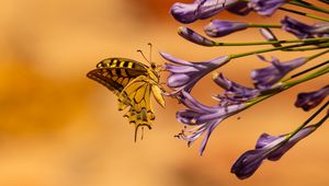 Preview wallpaper butterfly, wings, tropical, flowers