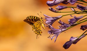 Preview wallpaper butterfly, wings, tropical, flowers