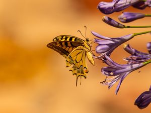 Preview wallpaper butterfly, wings, tropical, flowers