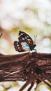 Preview wallpaper butterfly, wings, veins, pattern, tree