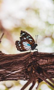 Preview wallpaper butterfly, wings, veins, pattern, tree