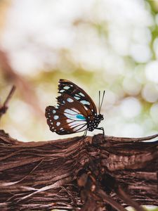 Preview wallpaper butterfly, wings, veins, pattern, tree