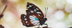 Preview wallpaper butterfly, wings, veins, pattern, tree