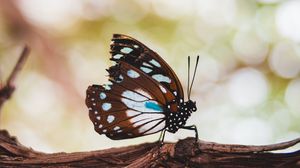 Preview wallpaper butterfly, wings, veins, pattern, tree